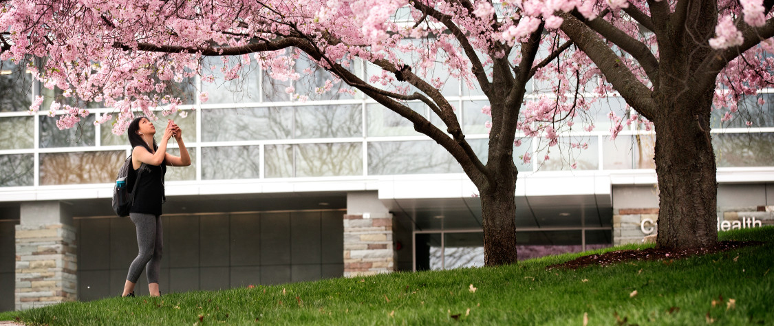 Student under a cherry blossom tree in front of Cornell Health building