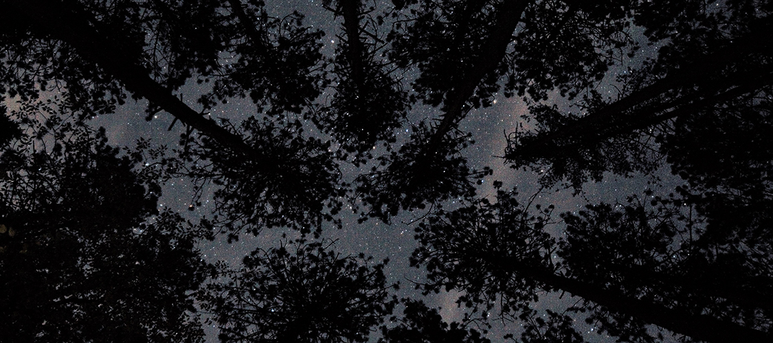 Stars seen through the treetops above