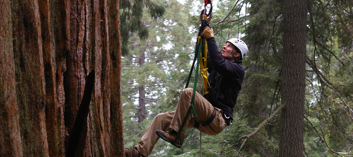 Tree climber in the Redwoods
