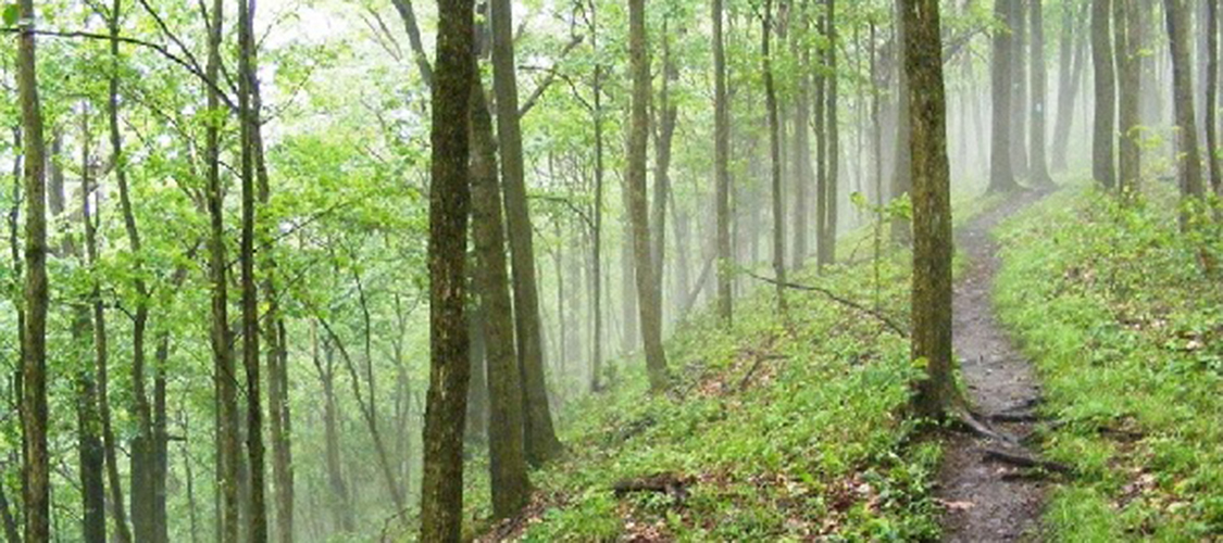 A path in the woods