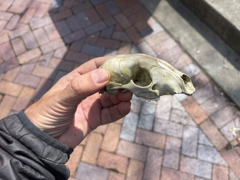 Animal Skull