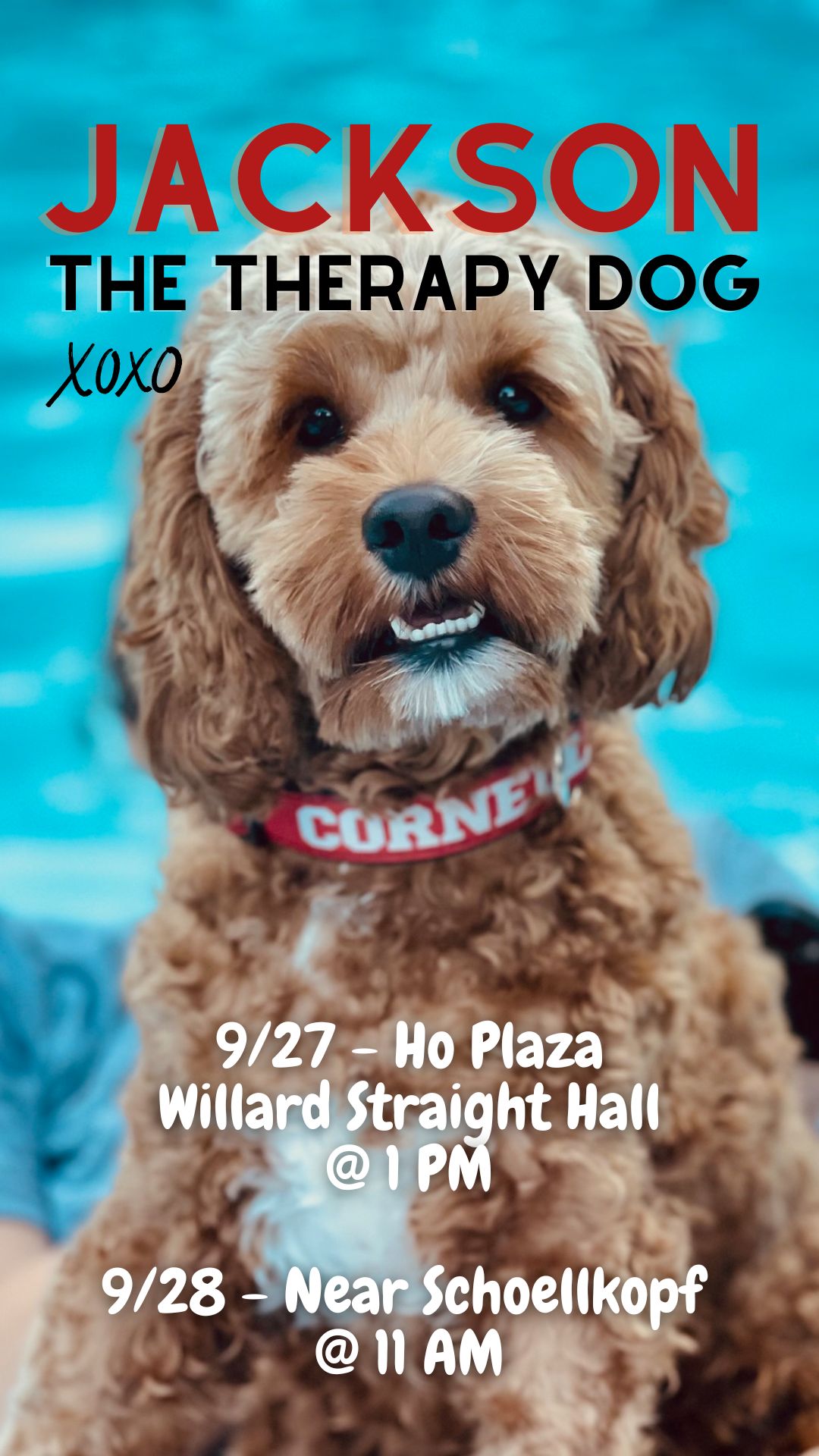 brown dog sitting with a blue background and the words Jackson The Therapy Dog written across the top of the image