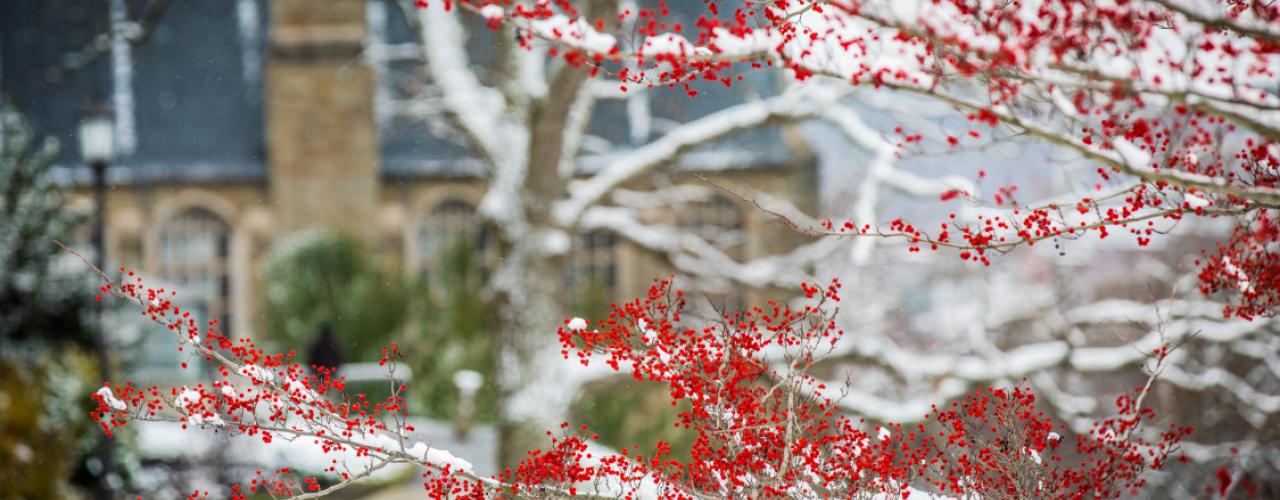 Cornell Winter Cherry Blossoms