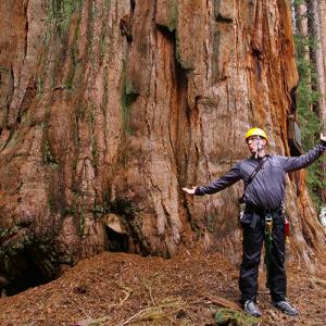 Tree climber in the Redwoods