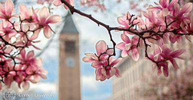 Zoom - Clocktower - 2