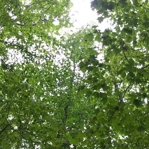 Trees in the woods