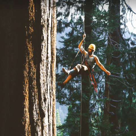 COE professor tree climbing