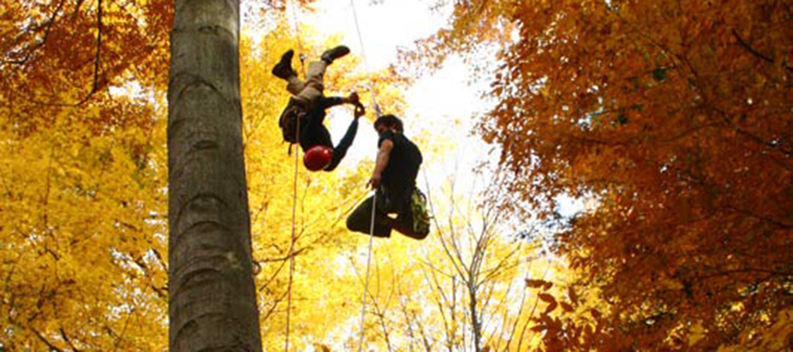 Tree climbers in the Finger Lakes