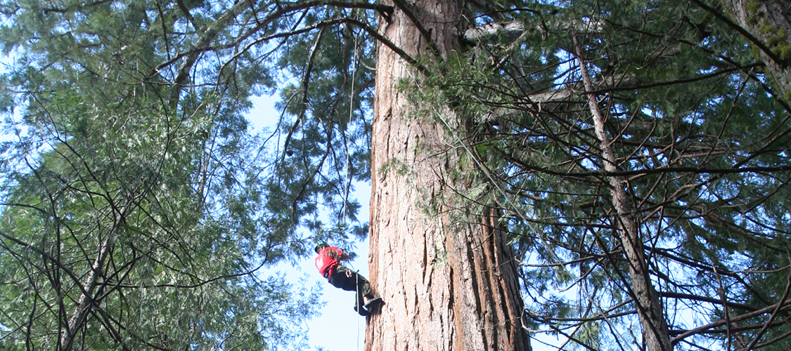 An instructor ascends a redwood tree