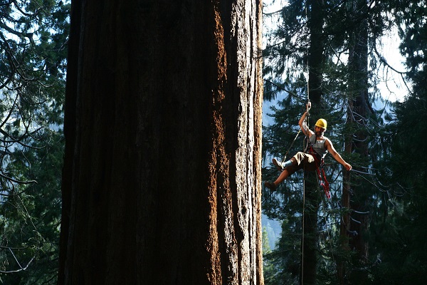 Redwoods Sequoia tree