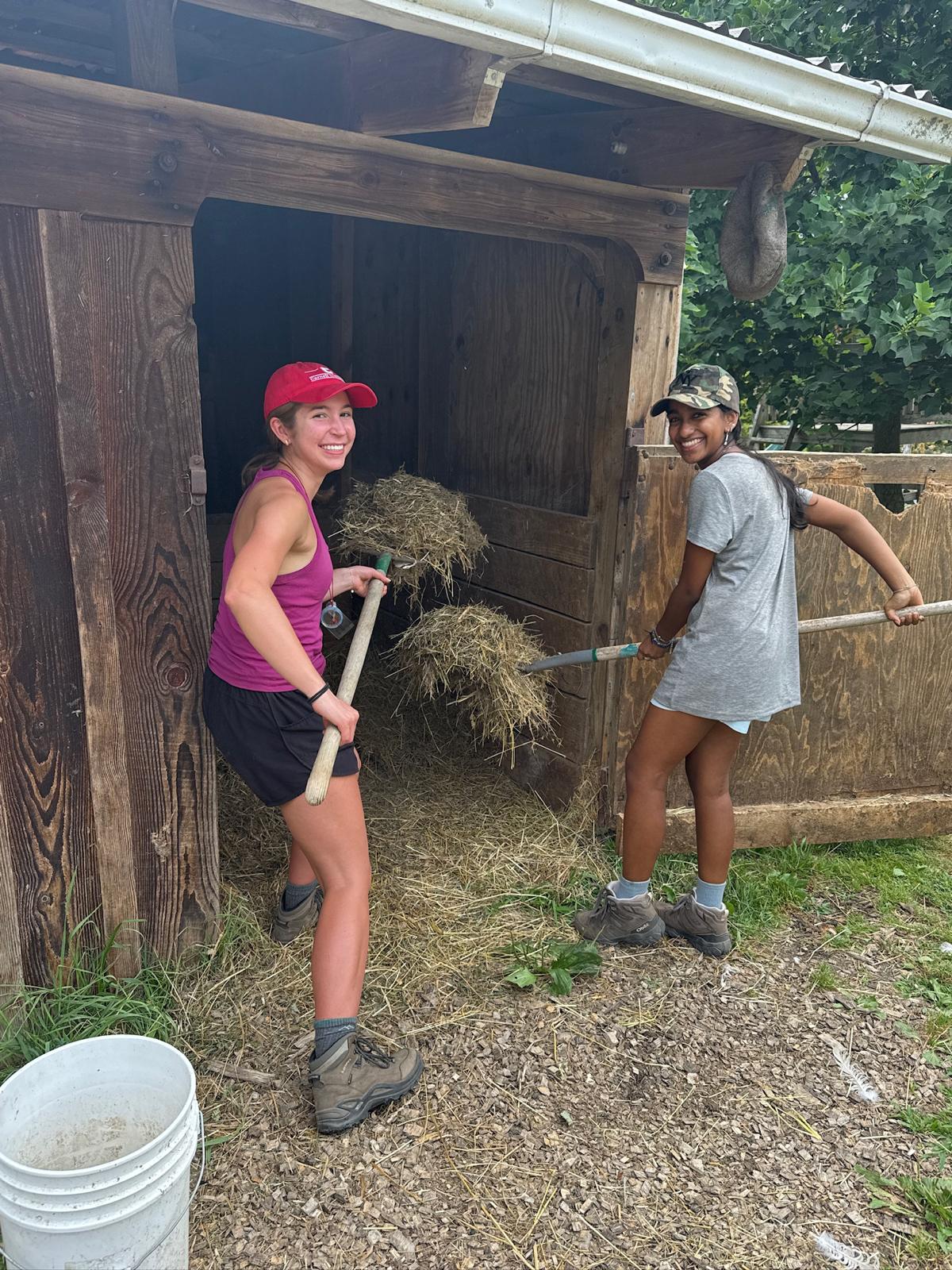 Two farm trippers moving hay on the farm!