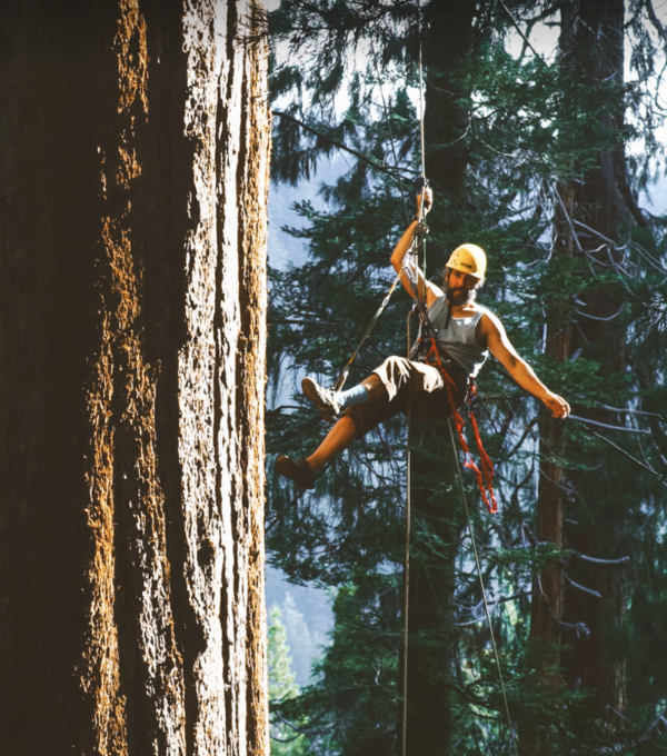 COE professor tree climbing