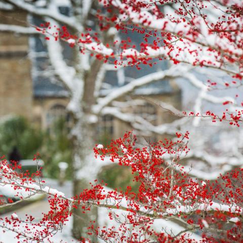 Cornell Winter Cherry Blossoms