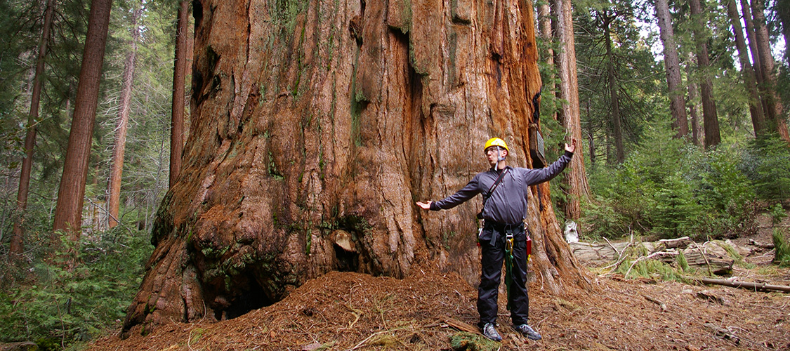 A climber at the base of a redwood tree