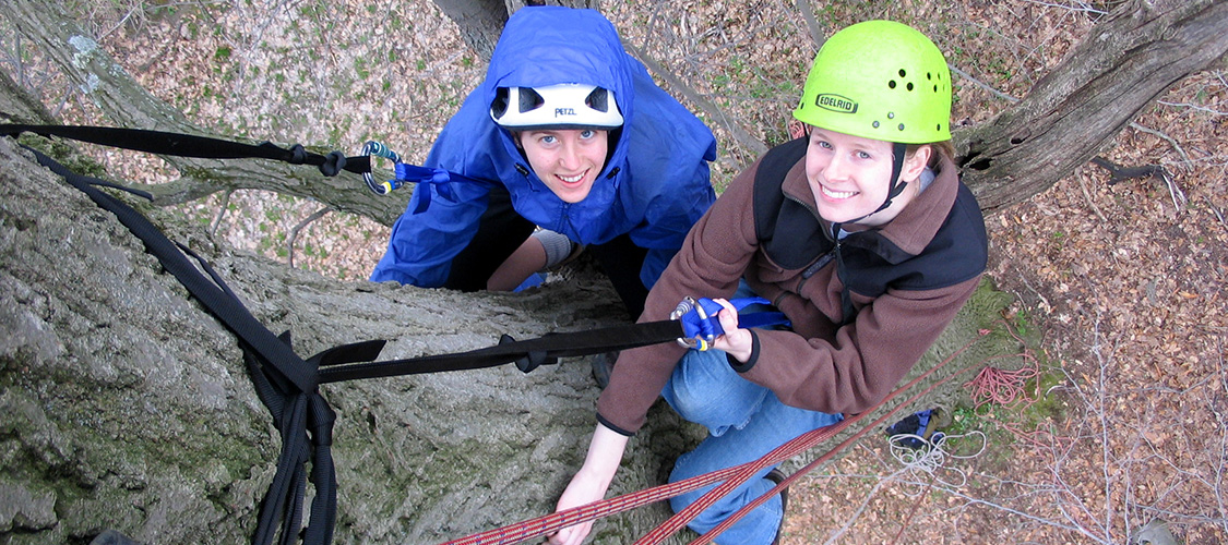 Tree climbers in the Finger Lakes