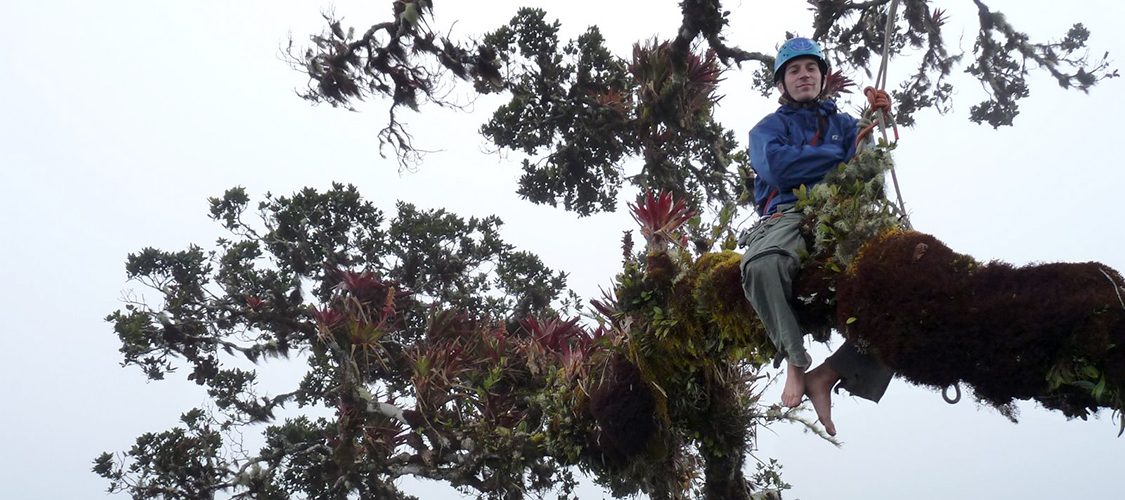Climber in a tropical tree