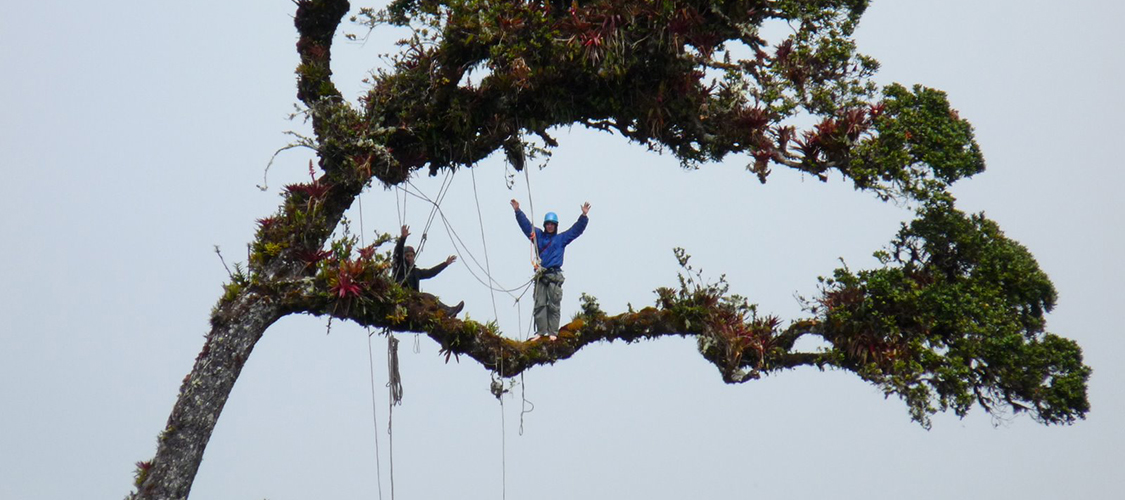 Climber in a tropical tree