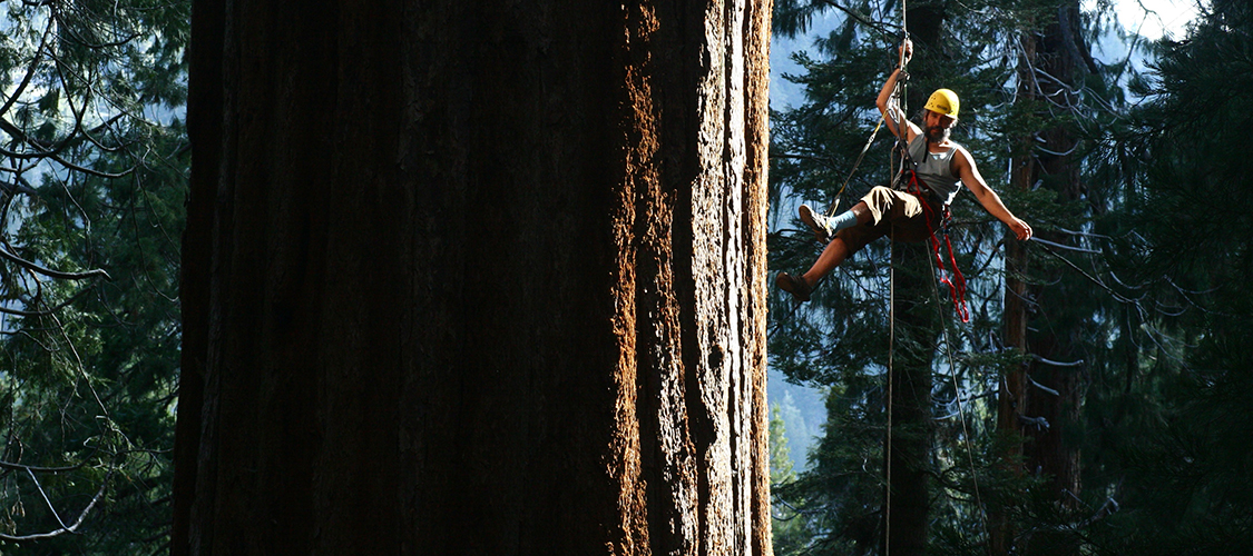 Tree climber in the Redwoods