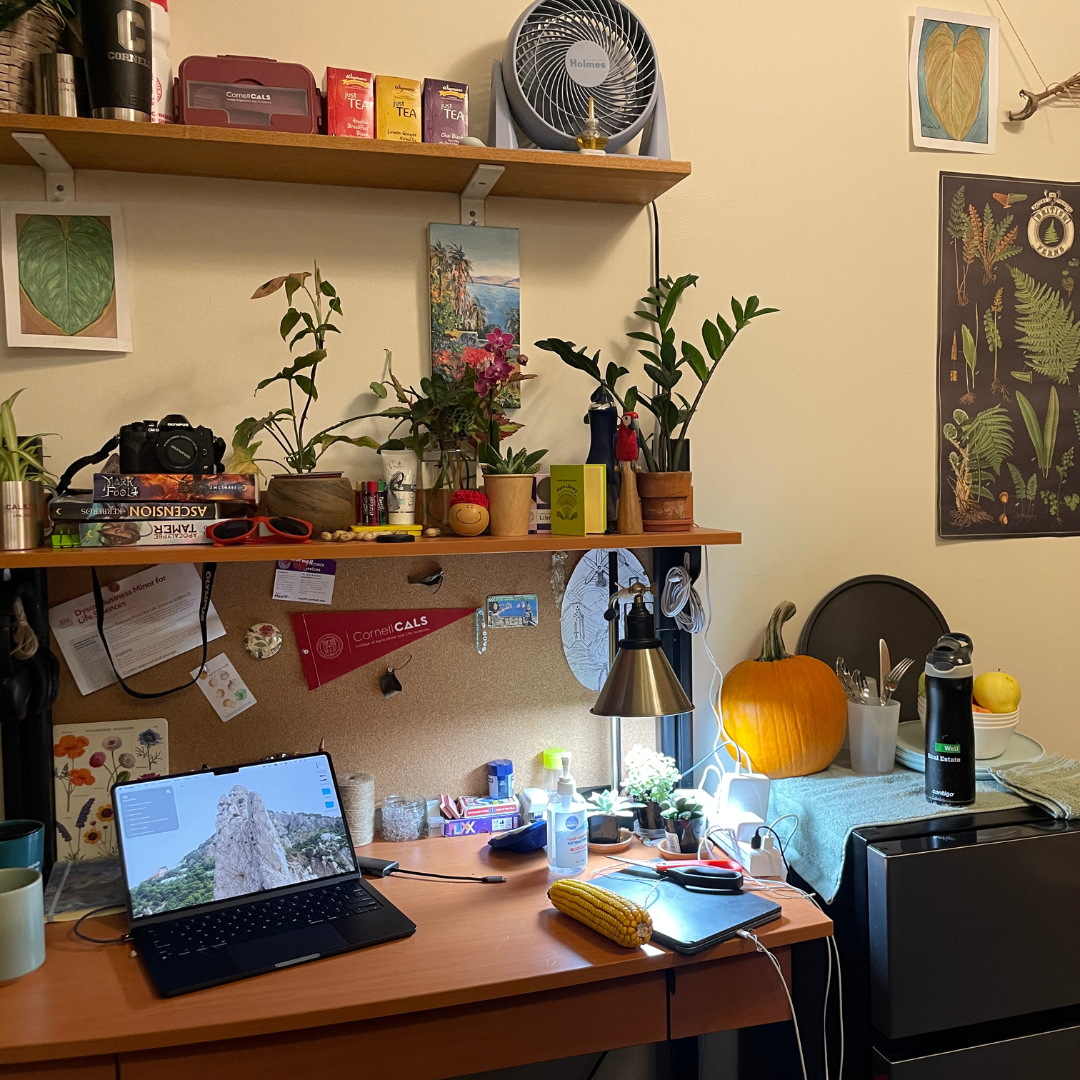 Student room picture, desk with shelves above containing plants
