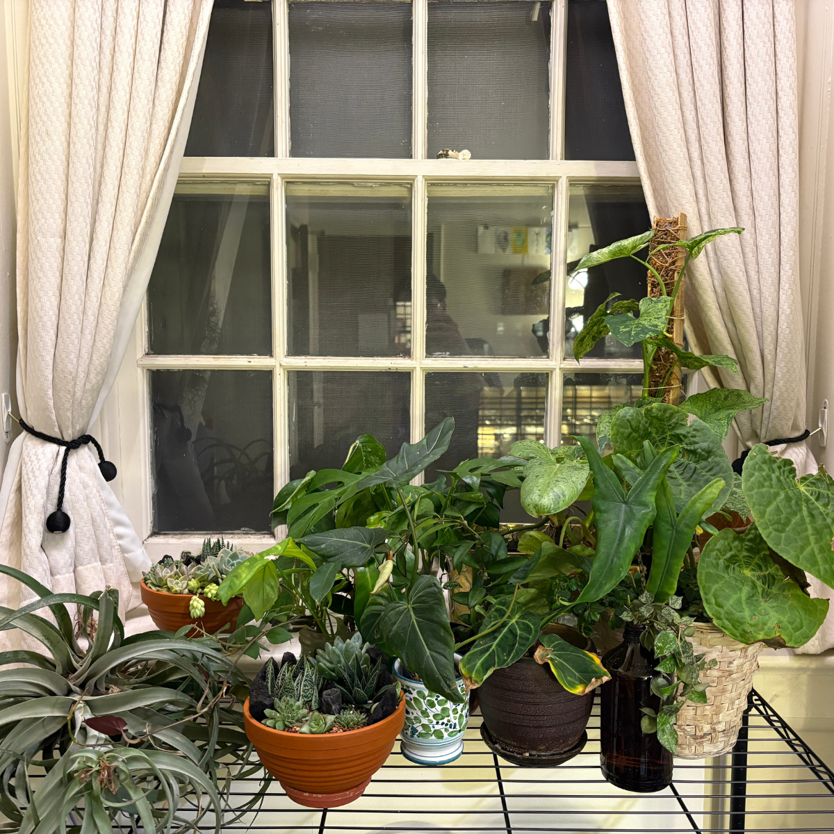 A window filled with a large collection of indoor houseplants, including succulents and tropical varieties, sitting on a black wire shelf