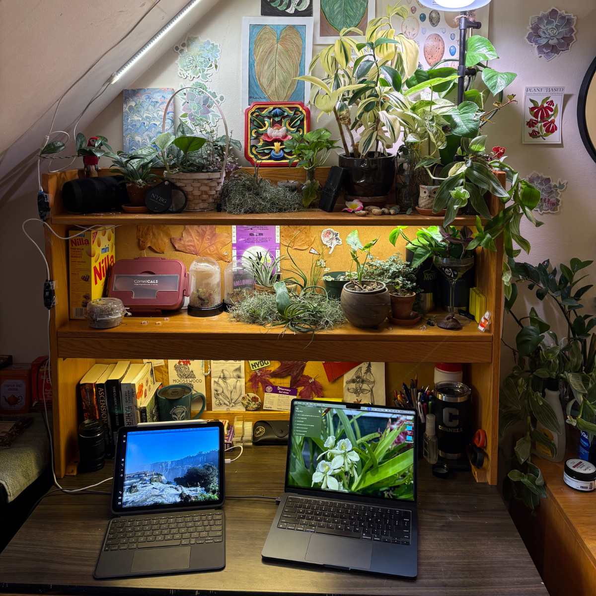 A wooden desk and hutch filled with numerous potted plants and study materials, illuminated by warm and cool grow lights