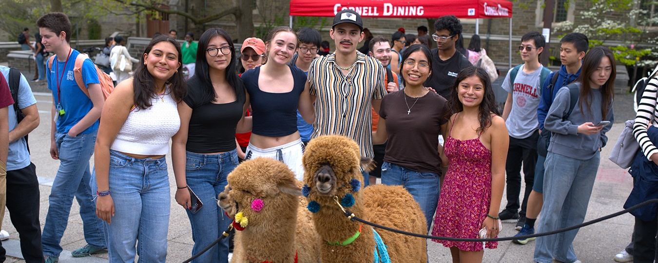 Student pose outside with 2 llamas 