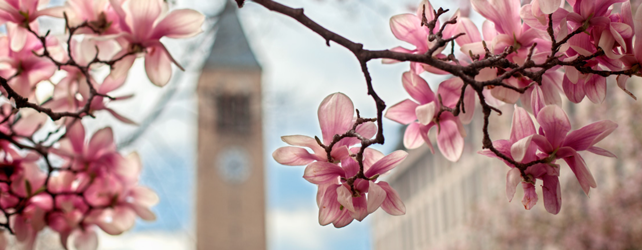 Zoom - Clocktower - 2