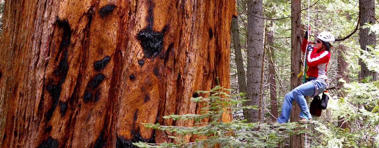 Tree climber in the Redwoods