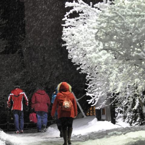 Students walk along a snowy sidewalk with a snow-covered tree nearby