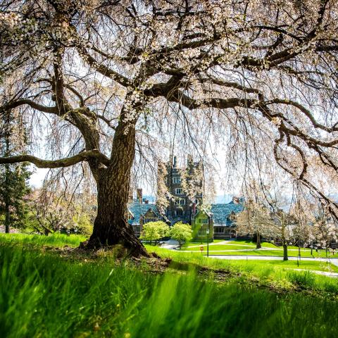 West Campus is framed by a blooming cherry blossom tree.